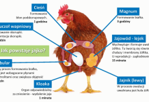 Polska jajami stoi